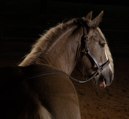 horses Brazil