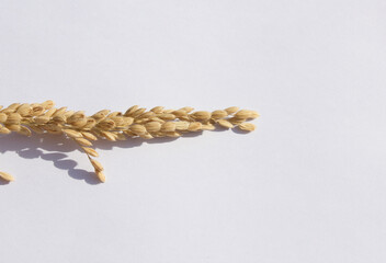 Ears of rice isolated on white background