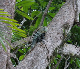 Camouflaged large and bulky male black spiny tail iguana (Ctenosaura similis) hiding in the trees of hot Tortuga Island, Gulf of Nicoya, Costa Rica. These shy big lizards are native to Central America