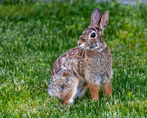 adorable bunny rabbit sitting on green grass  Spring time concept, Easter concept
