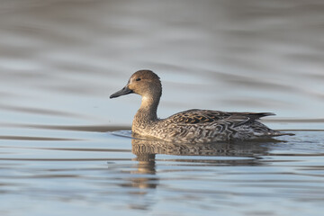 Pintail Duck in reflective water