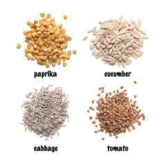 Set of vegetable seeds and its names on white background, top view. Paprika, cucumber, cabbage and tomato
