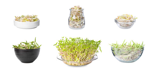 Many mung bean sprouts on white background