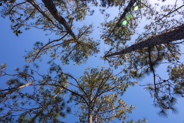 Spanish Moss hangs from the canopy of trees along a hiking trail in Lake Louisa State Park near Orlando, Florida.
