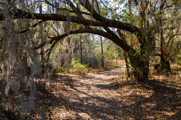 Spanish Moss hangs from the canopy of trees along a hiking trail in Lake Louisa State Park near Orlando, Florida.