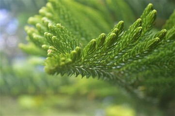 Fern