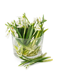 Glass with beautiful snowdrops isolated on white background