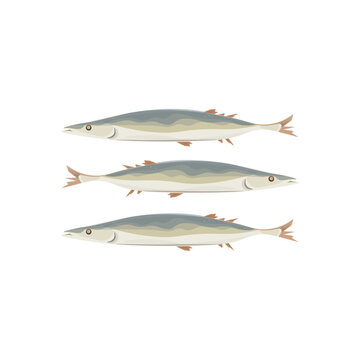 Pacific Saury Kongchi Sanma Saira Fish Vector Illustration Logo