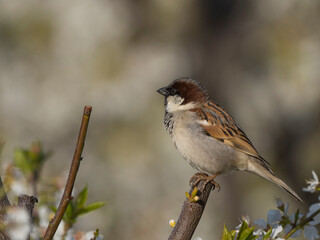 house sparrow with flowers