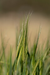 nature of saudi arabia