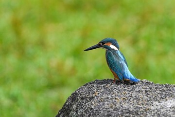 グリーンバックに岩の上でくつろぐカワセミ オス