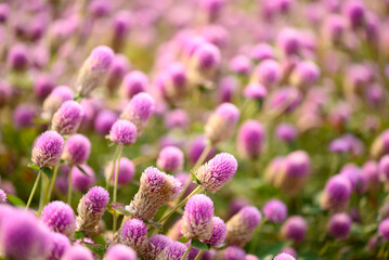 Beautiful pink Globe Amaranth flower blooming in garden