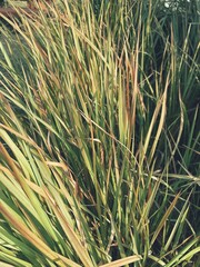 Obraz premium Dried vetiver leaves background or texture