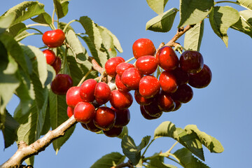 The cherry trees in the orchard are covered with large red, fresh cherries