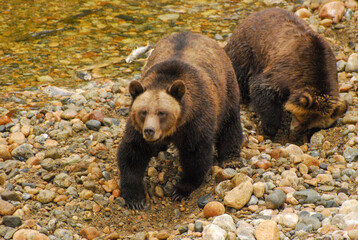 A grizzly bear mother and her cub dig in the river cobbles looking for salmon eggs