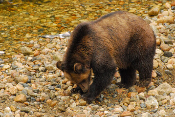 A grizzly bear digs in the cobbles looking for salmon eggs
