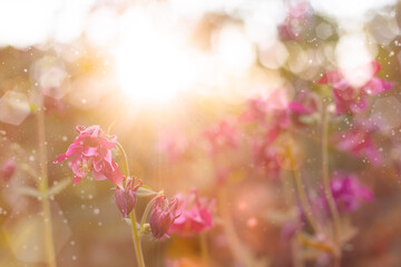 Close-up of a field of pink flowers against the backdrop of a shining sun