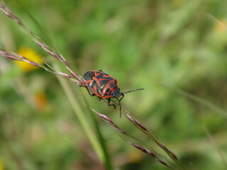 Red cabbage bug (Eurydema ornata) walking on grass
