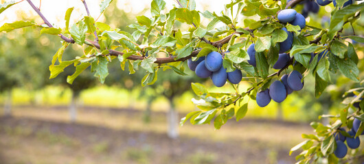 Ripe plums in plum garden. Agriculture Harvesting background. Plum orchard in countryside.