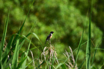 野原のノビタキ
