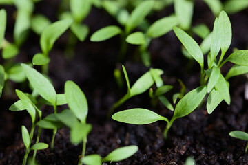 Young Italian or flat leaf parsley (lat. P. crispum Neapolitanum) seedlings or sprouts in black soil (Selective Focus, Focus on the horizontal leaf one third into the image)