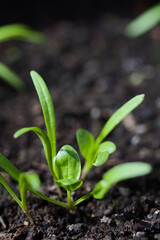 Young spinach seedlings or sprouts in black soil (Selective Focus, Focus on the upper part of the round leaf one third into the image)