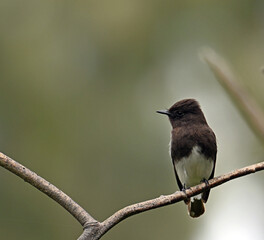 Black Phoebe on tree branch
