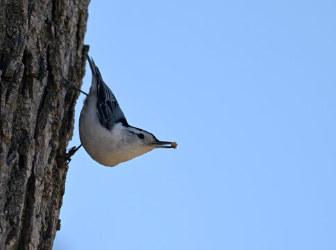 White breast Nuthatch with seed from feeder