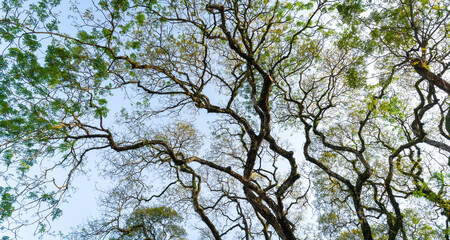 Tree with branches and leaves. Against blue sky background.