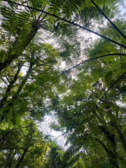 Naklejka premium MOUNTAIN TREE