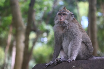 Naklejka na ściany i meble monkey in the wild macaque asia jungle park