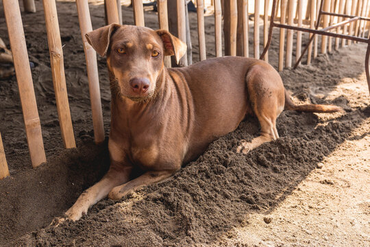 A local dog rests on the cool sand under the shade of a small cottage during noon time at a beach in the Philippines.
