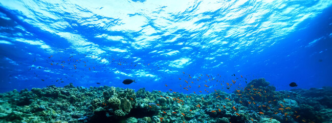 Fototapeta na wymiar panorama coral reef underwater landscape seascape