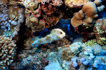 Naklejka na ściany i meble puffer fish underwater photo animals wildlife red sea egypt