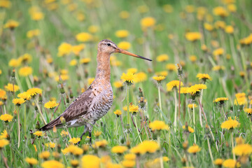 wildlife bird sandpiper on a field of flowers, background wallpaper