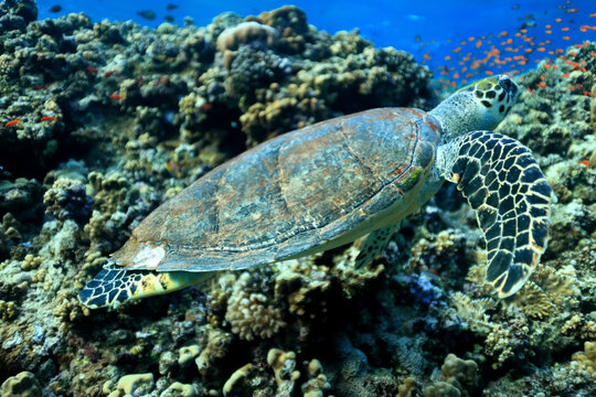 big sea turtle underwater photo, fish clingers, symbiosis ecosystem