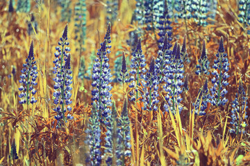 meadow springtime wild flowers lupine background copy space