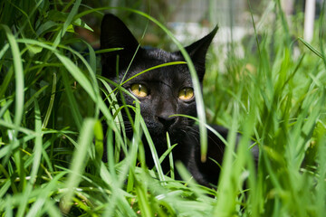Intruso en el jardín	
