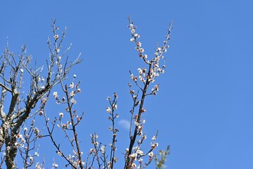 The scene of Ume blossomms in full bloom in a Japanese-style garden.