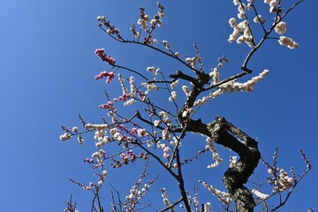 The scene of Ume blossomms in full bloom in a Japanese-style garden.