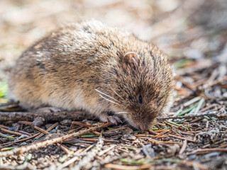A closeup of a Common vole, Microtus arvalis, on the ground with a blurry background