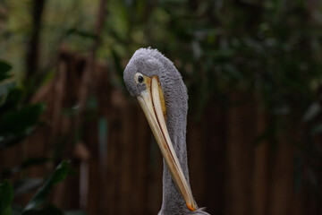 Pelecanus Rufescens. Close up head shot, with its mouth closed and eye open of a pink backed pelican facing towards the left of shot. Blurred background of green leaves. Full frame. No people.