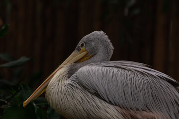 The Pink-backed Pelican or Pelecanus rufescens is going on the beach in the sea Somone lagoon in Africa, Senegal. It is a wildlife photo of bird in wild nature. It is bird sanctuary.