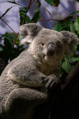 koala bear in the zoo
