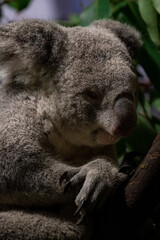 Koala (Phascolarctos cinereus) in Australia