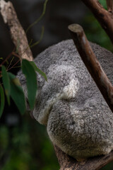 Koala or koala bear hiding from the rain. It is native animal species of Australia.