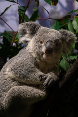 australian koala sit on tree, Sydney, NSW, australia. exotic iconic aussie mammal animal with infant in lush jungle rainforest