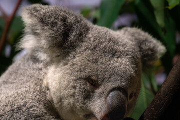 Obraz premium Koala on a tree with bush green background