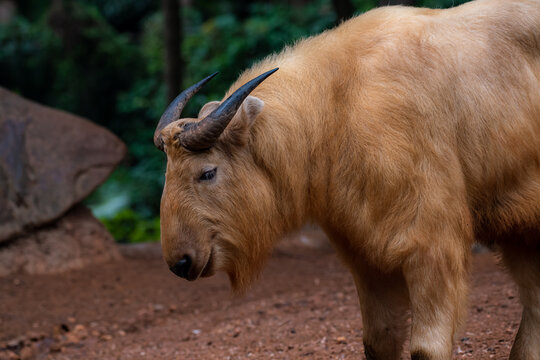 Golden takin (Budorcas taxicolor bedfordi) resting on the ground.