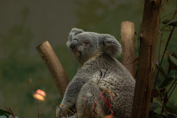 Australian Koala Bear holding onto a tree trunk